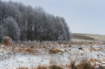 Hoary Wald / ***