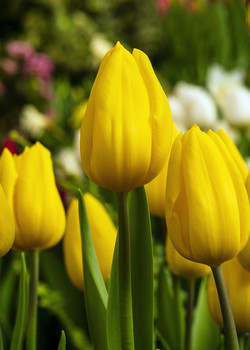 Tulips / ***