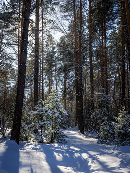 Winterwald / ***
