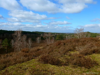 Fischbeker Heide Hamburg / ***