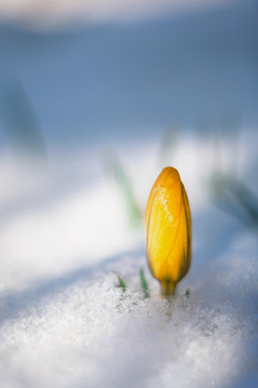 Frühling / ***