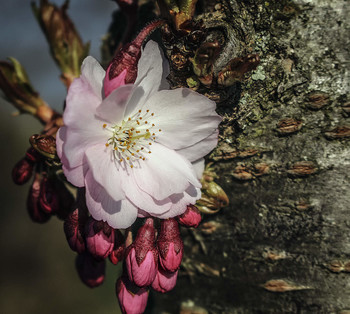 Floret / ***