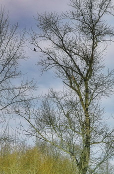 Frühling / ***