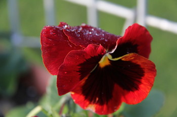 Joy of Life / ***