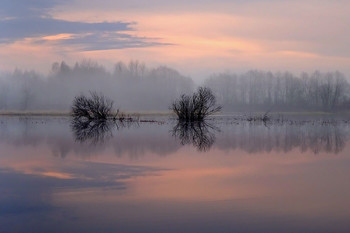 Lila Nebel / ***