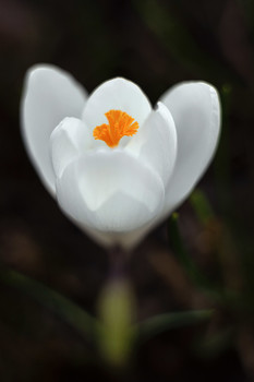Krokus / Canon 5 D Mark II + Pancolar Carl Zeiss 50/1.8
