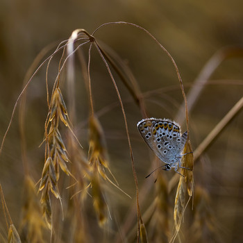 Kupfer-Schmetterling / ***