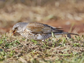 Erfolgreiche Jagd / ***