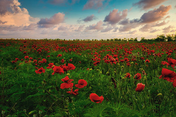 Poppies Krim / ***