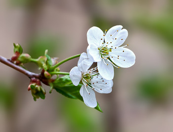 Frühling / ***