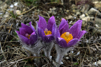 Pulsatilla Krim / ***