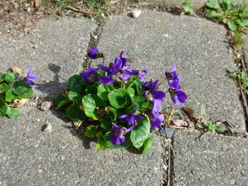 Stadt Blumen / ***