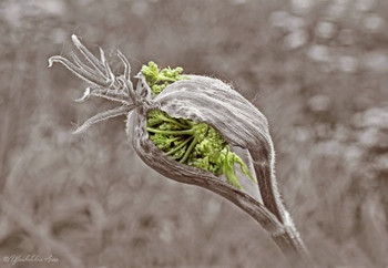 Neues Leben / ***