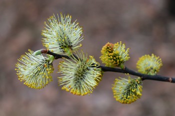 Neues Leben / ***