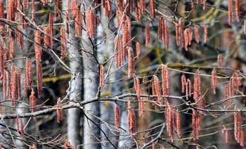 Frühlingserwachen / ***