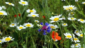 Kornblume / ***