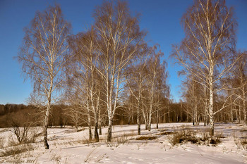 Die April-Wald / ...