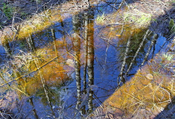 Frühling Reflexion / ***