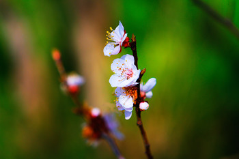 Gärten in voller Blüte / ***