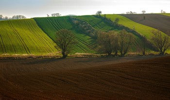 Widoczek / ***