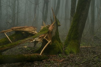 Im Wald / ***