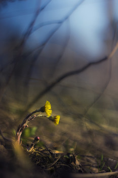 Frühling / ***