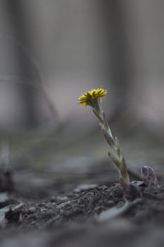 Frühling / ***
