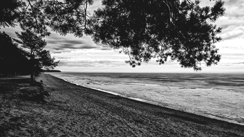 Kiefer-Baum / ***