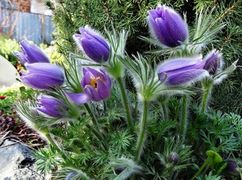 Spring mood / ***