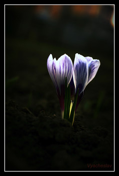 Krokusse / ***
