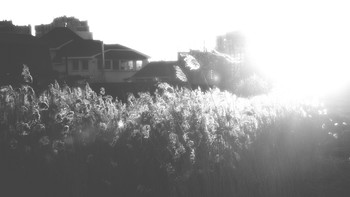 Licht / ***