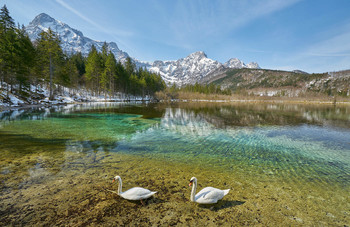 Schwäne am Almsee / Schwäne am Almsee