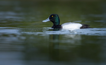 Lesser Scaup (male) / ***