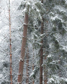 Green under white / ***
