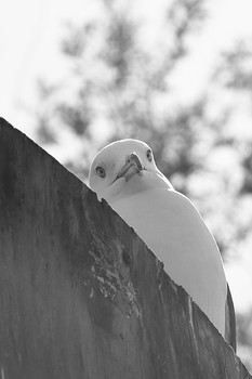 Ein Blick von oben / ***
