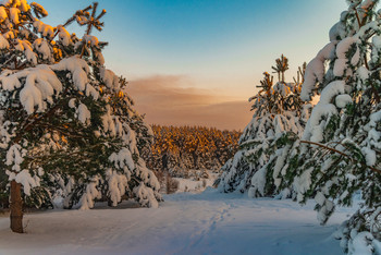 Sunny Schnee / ***