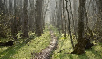 Nebel zerstreut / ***