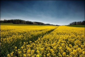 Frühlingsgold / April