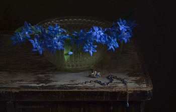 Scilla / ***