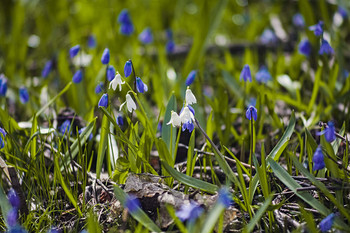 In einer Waldlichtung / ***