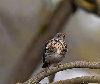 Thrush Wacholderdrossel / ***