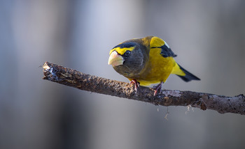 Evening grosbeak (Male) / ***