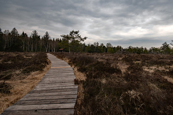 Im Hochmoor / ***