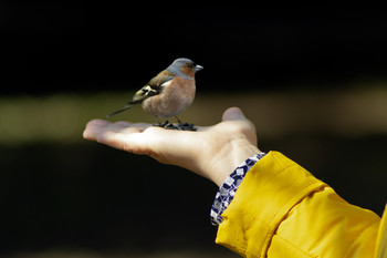Der Trust / ***