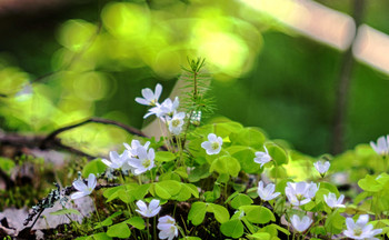 Spring mood / ***