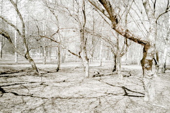 Frühling / ***
