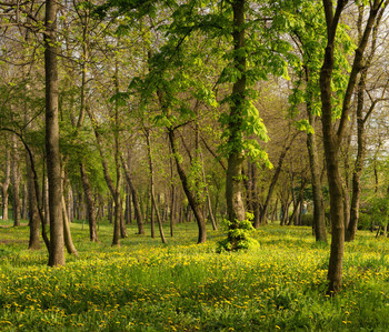 Frühling weiter / ***
