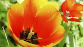 Tulips / ***