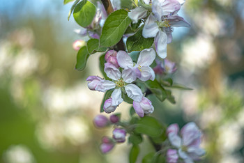 Apple- / ***