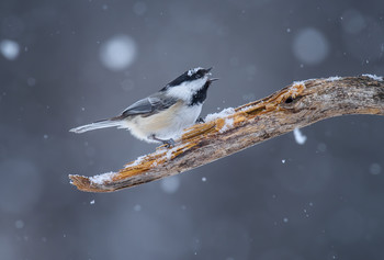 Black-capped Chickadee / ***